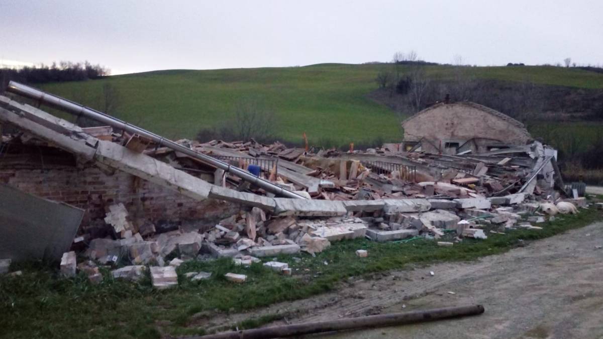 Civitella, crolla capannone che ospitava 300 maiali a Giaggiolo