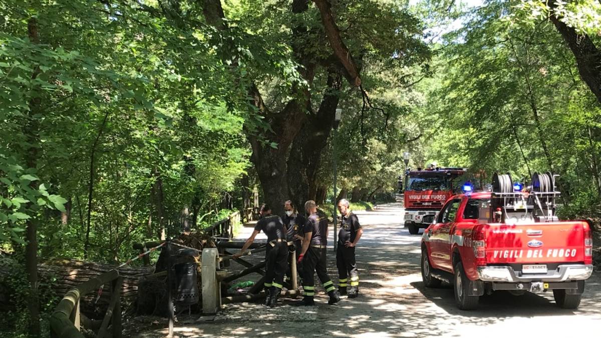 Imola, crolla un albero nel cuore del Parco delle Acque