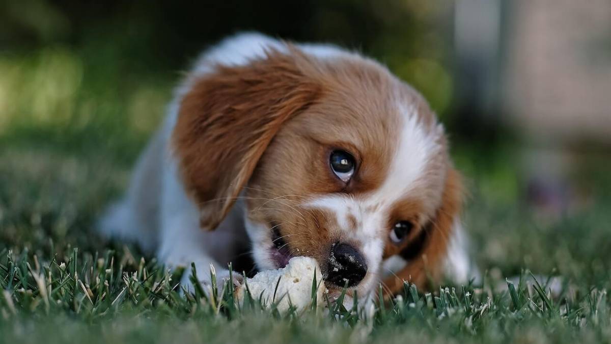 Cosa può (e non può) mangiare il nostro cane