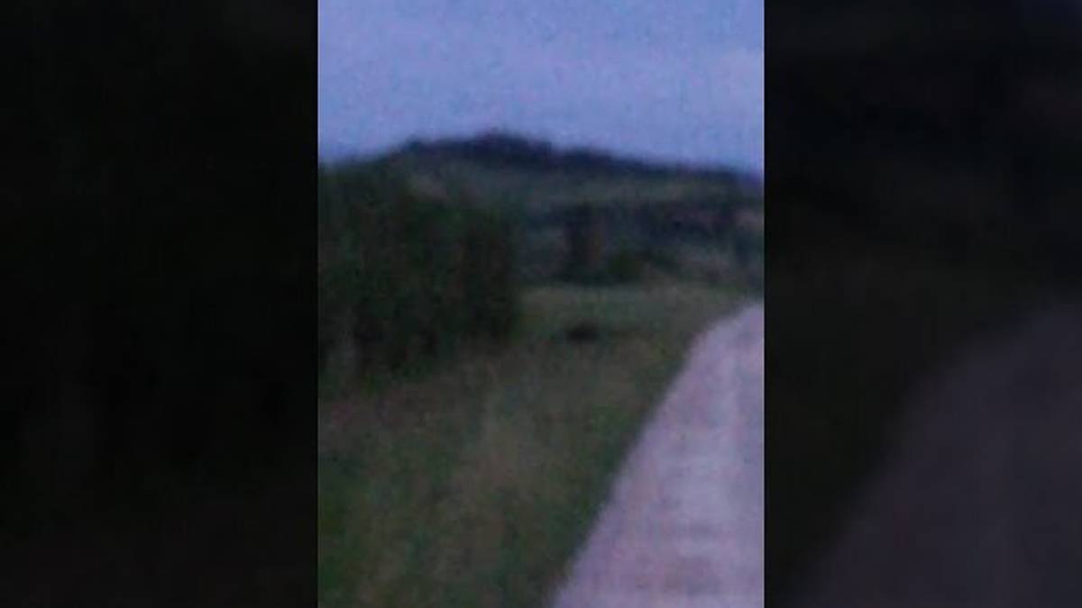 In passeggiata a Capocolle spunta un cinghiale