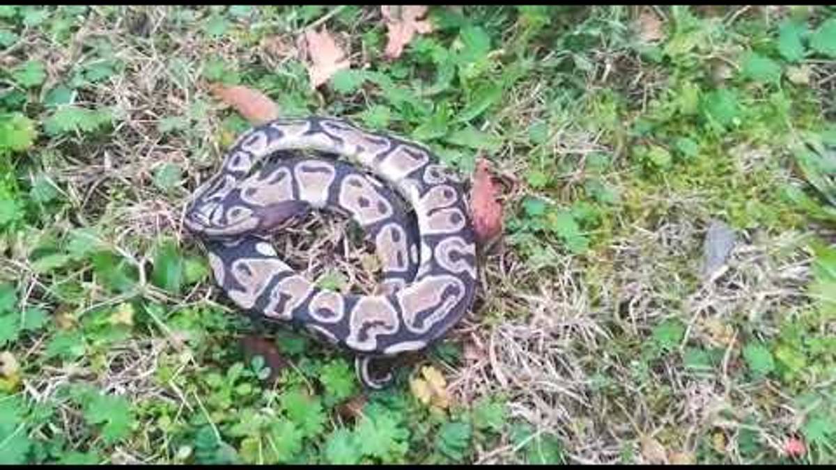 Ravenna, un pitone morto vicino alla scuola