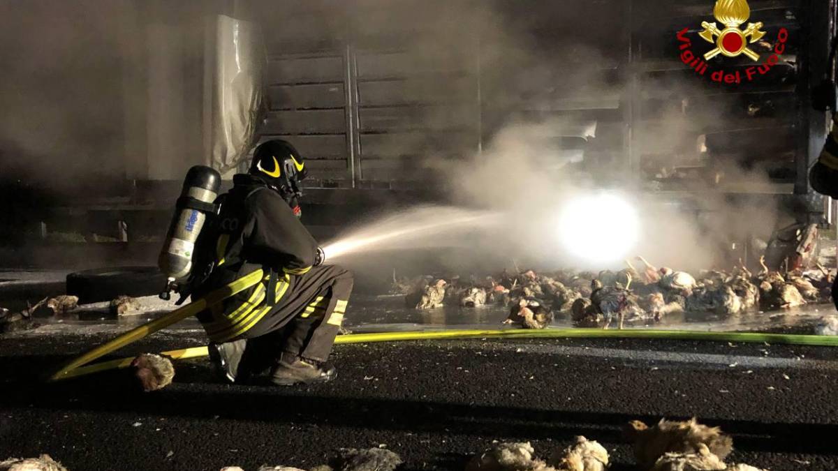 Cesena, a fuoco camion per il trasporto dei polli: chiusa l'autostrada