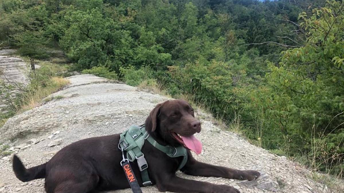 Gli rubano il cane dal giardino, disperato appello del padrone