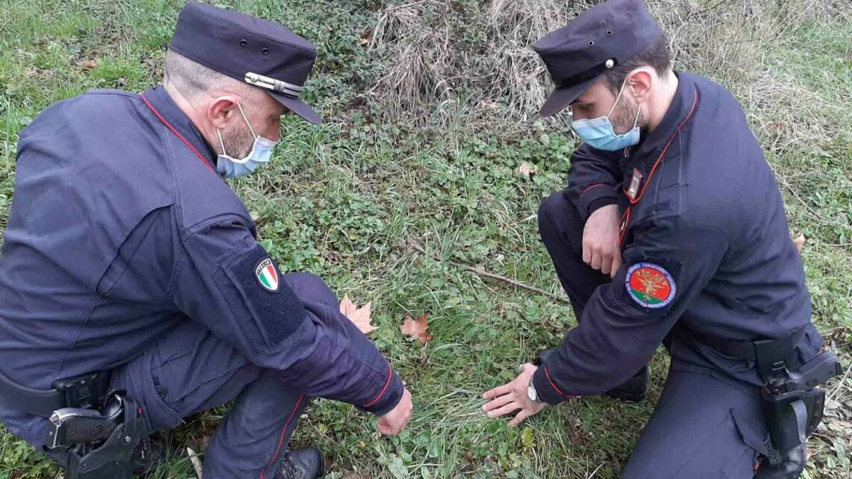 Civitella, bocconi avvelenati: denunciato 70enne