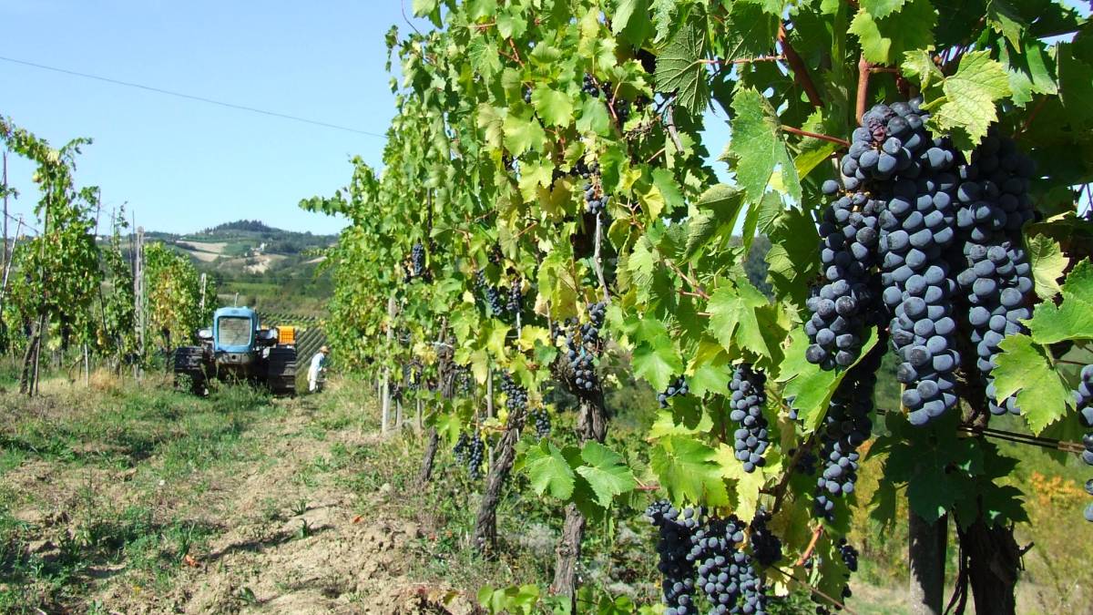 Faenza, vendemmia: quantità di poco inferiore all’anno scorso, gradazione buona