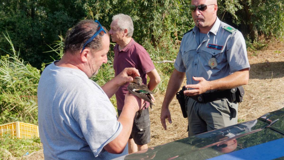 Ravenna, botulino, recuperati altri uccelli nella Valle della Canna - Gallery