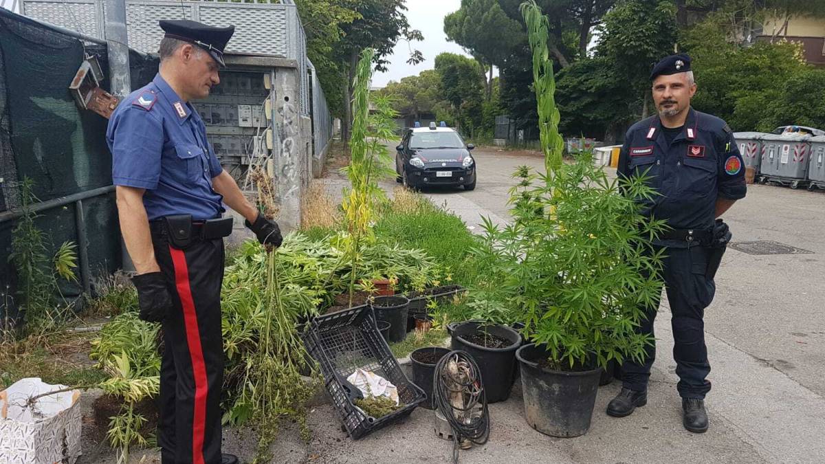 Rimini, scoperta dal cielo piantagione di marijuana accanto al campo nomadi