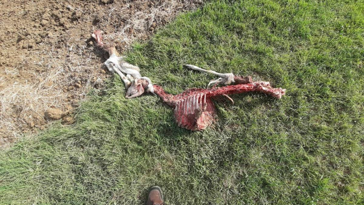 Rimini. Capra sbranata dai lupi. L'appello dell'ex vicesindaco di Coriano: Tenete gli animali domestici ben chiusi