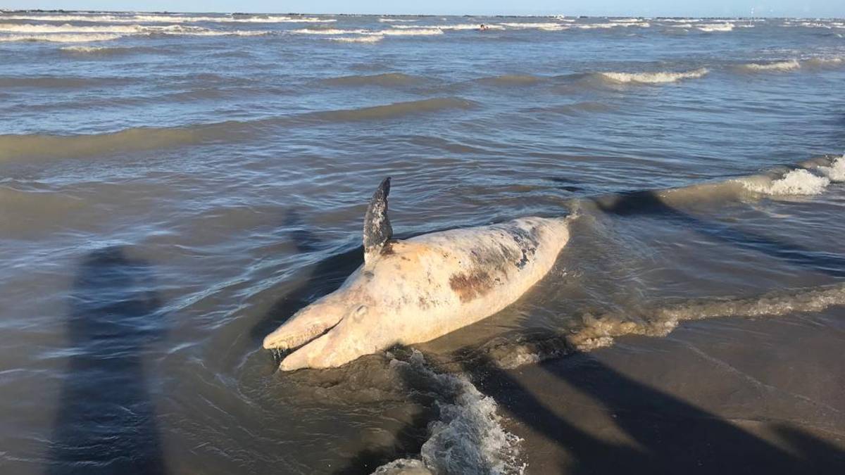 Delfino spiaggiato a Cesenatico - VIDEO