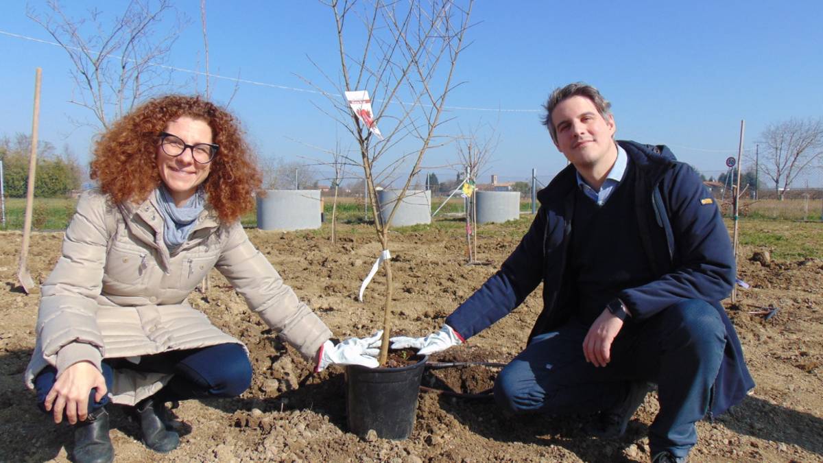 Giornata mondiale contro il cancro infantile: un melograno nel giardino del Prime Center Ior a Cesena