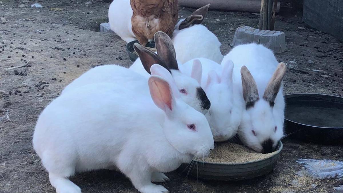 Faenza, chiude l'Eden dei Conigli. Ora cerca una nuova casa