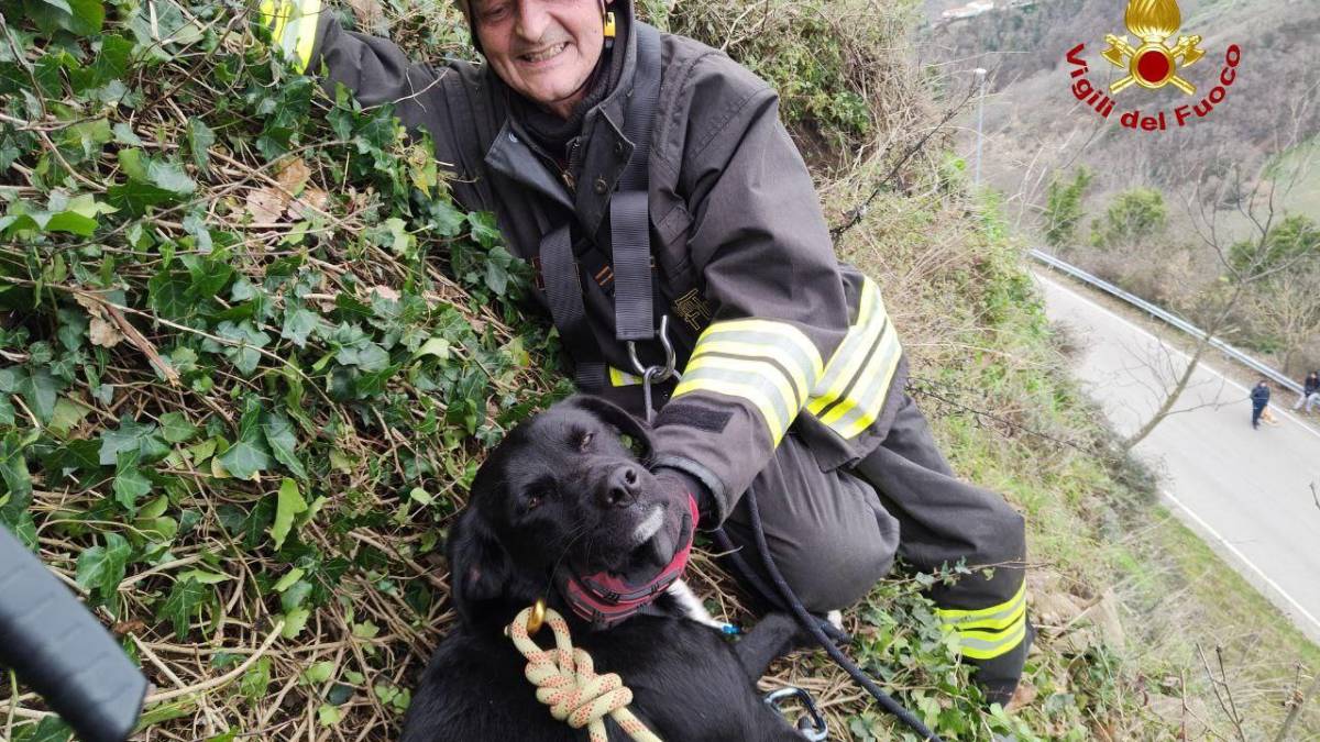 Borghi: cane salvato da un pendio a 20 metri dalla strada - FOTOGALLERY