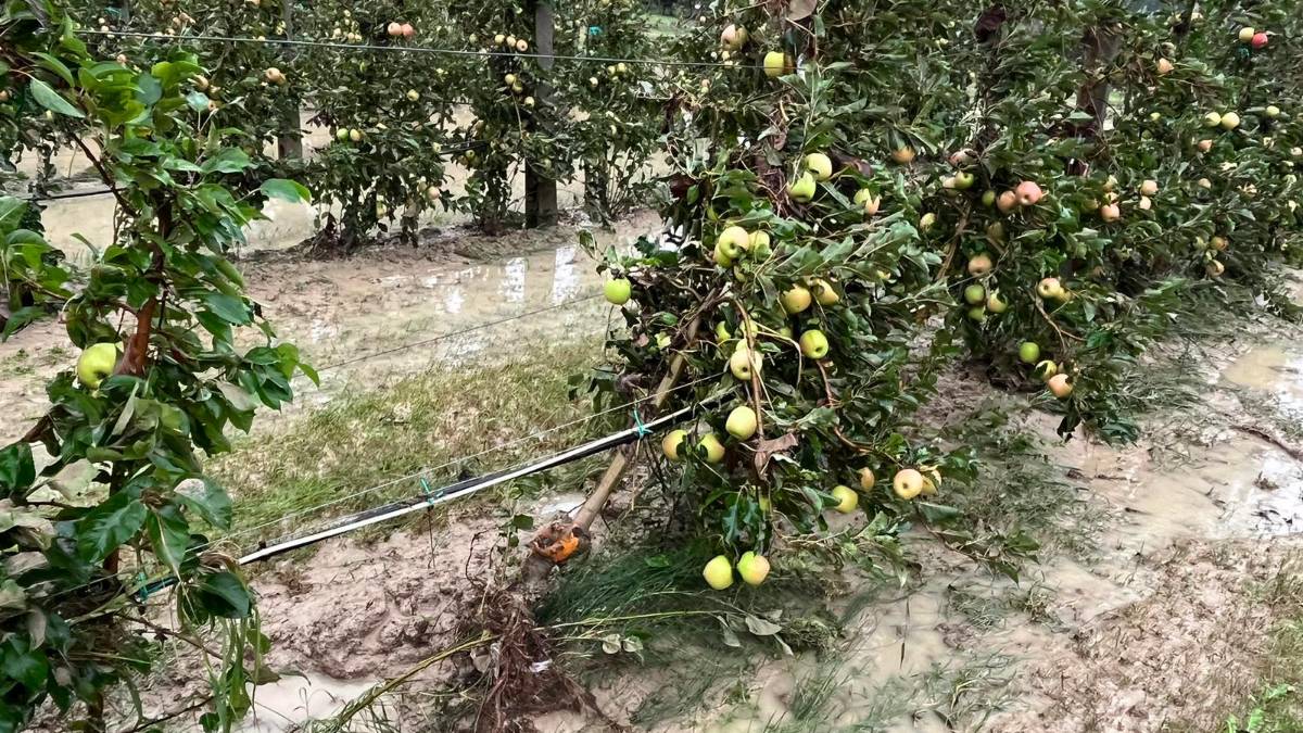 Alluvione in Romagna: Coldiretti: «Frutteti allagati e aziende isolate»