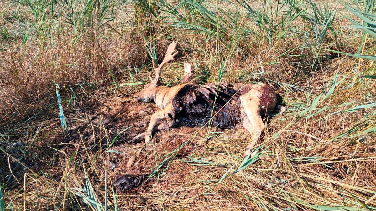 Daini decimati dai lupi nelle pinete di Ravenna: da oltre 700 a 285 esemplari