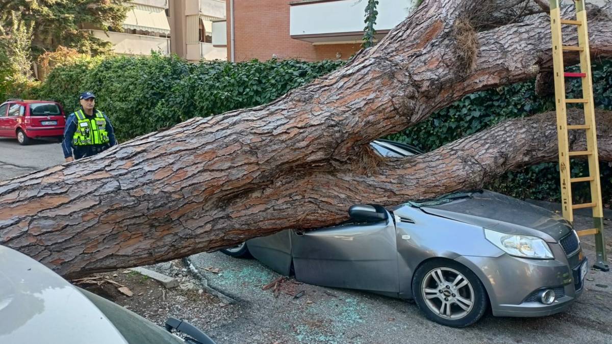 Riccione. Un albero si spezza e cade su una macchina in corsa: miracolosamente illeso l’autista￼