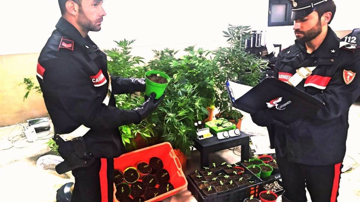 Forlimpopoli, coltivano marijuana in casa: arrestati