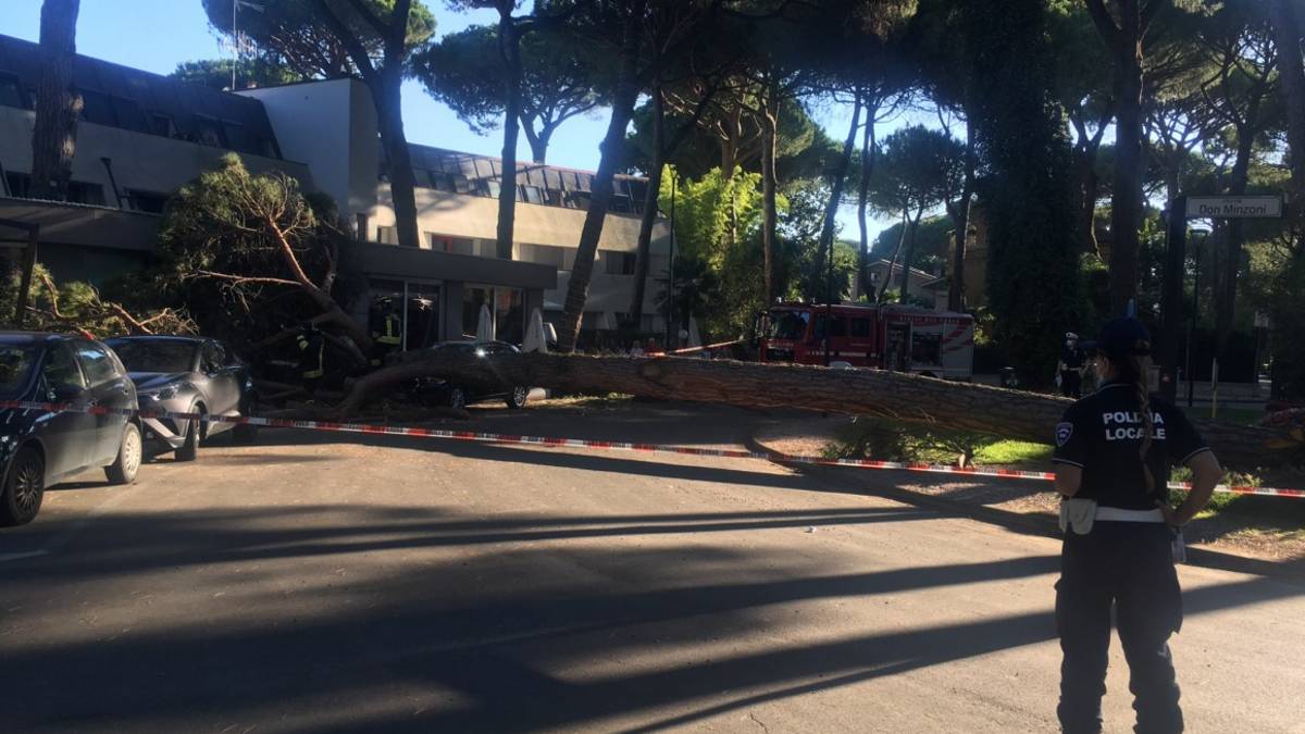 Milano Marittima, grosso pino crolla su un'auto in sosta alla rotonda don Minzoni