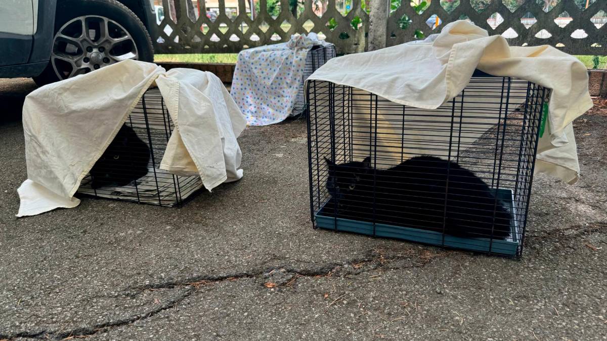 Due dei gatti salvati dall’incuria