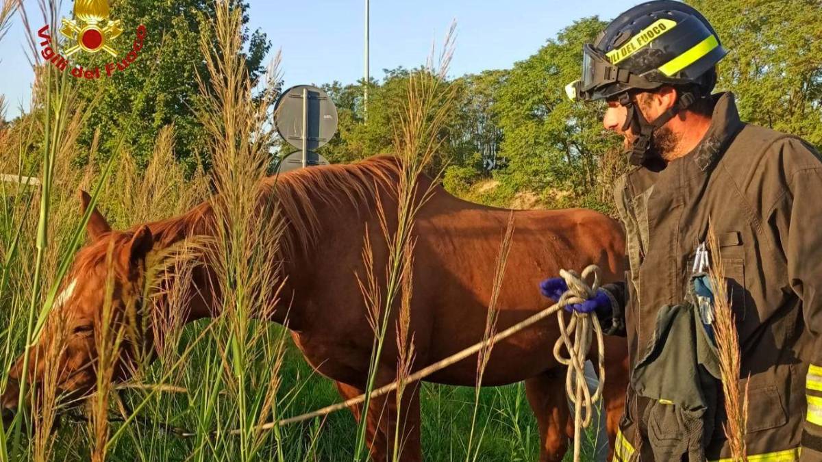 Cesena. Si ribalta un trailer per trasporto cavalli, Secante chiusa