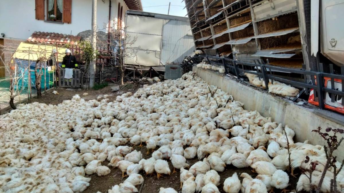 Civitella, incidente: camion si ribalta e perde il carico di polli - Gallery