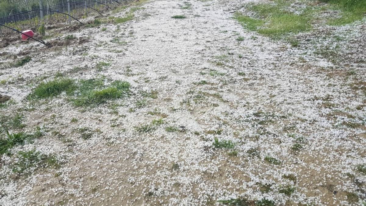 Cesena: la grandine si è abbattuta sui campi, danni alle coltivazioni VIDEO