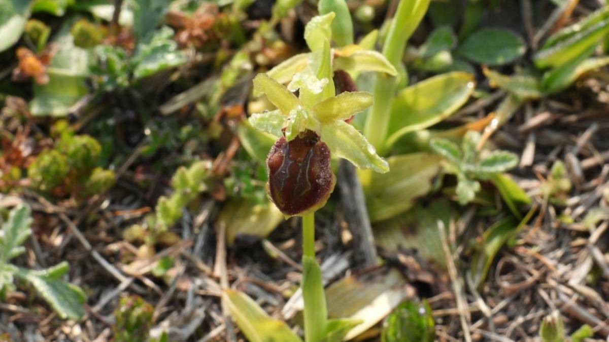 Ravenna, pineta Miserocchi: fioritura eccezionale di orchidee