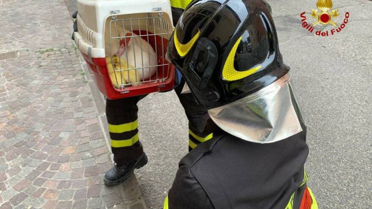 Anatroccoli in una grondaia, salvati dai vigili del fuoco