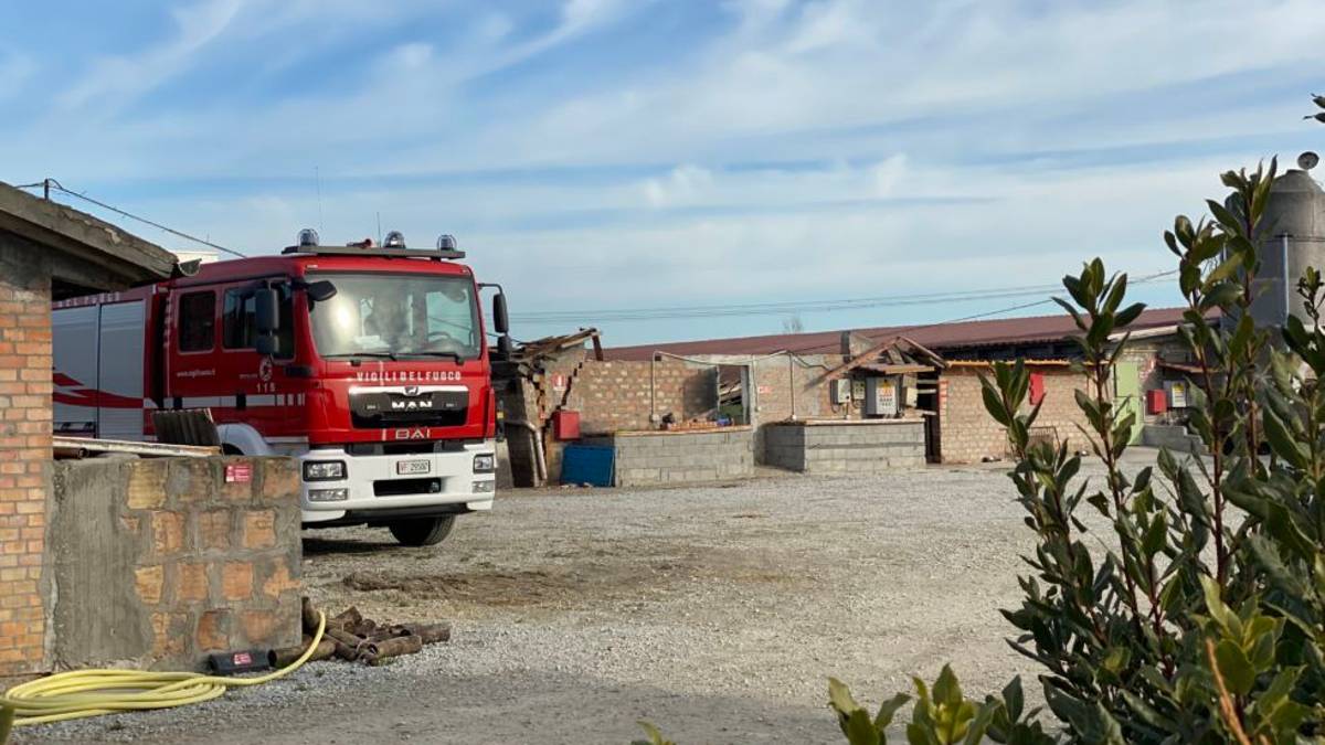 Cesena, crolla tetto di allevamento di maiali