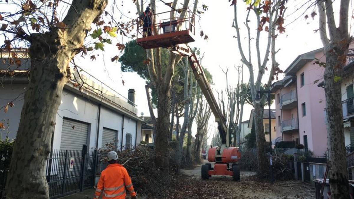 Manutenzione straordinaria del verde a Cesenatico
