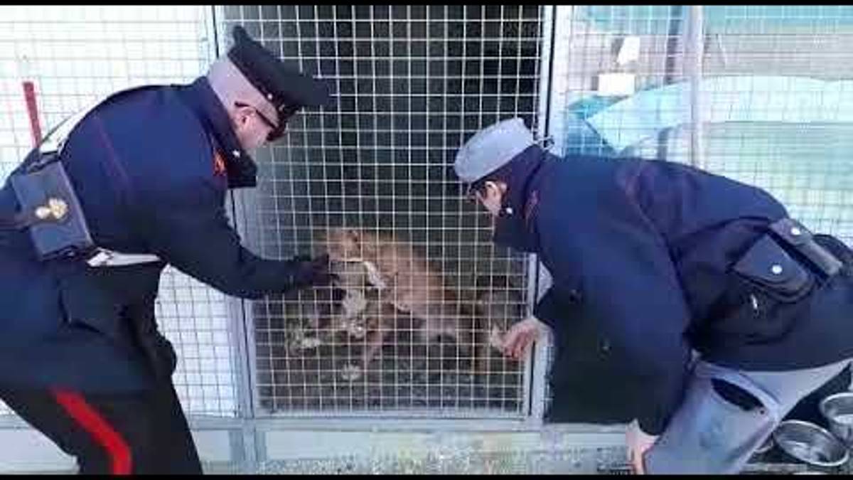 San Clemente, scoperto allevamento di pitbull: due denunce - VIDEO