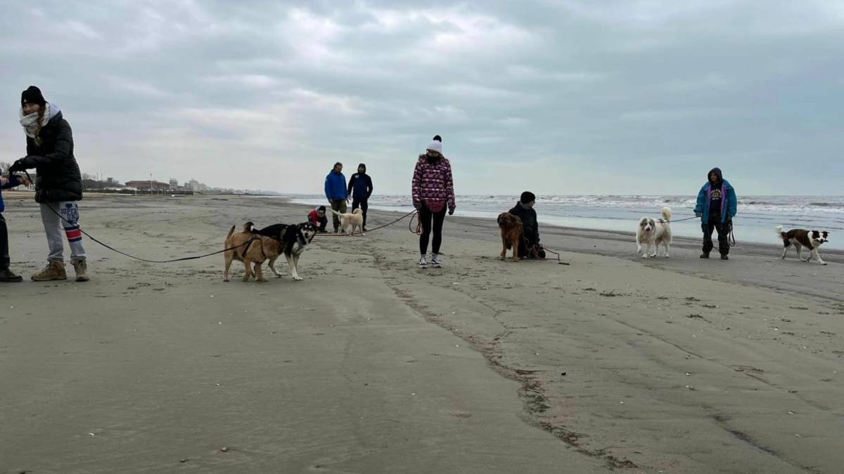 I cani del canile di Riccione tornano in spiaggia alla foce del Marano
