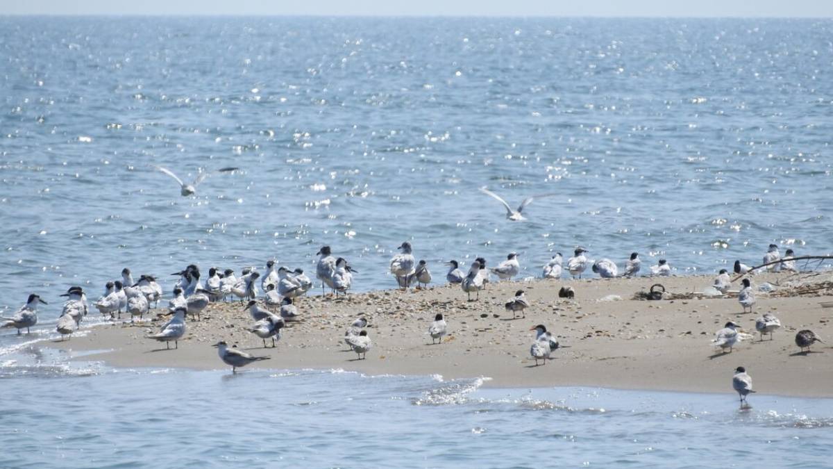 Ravenna, una guida ambientale malmenata e minacciata di morte dai bracconieri alla foce del Bevano