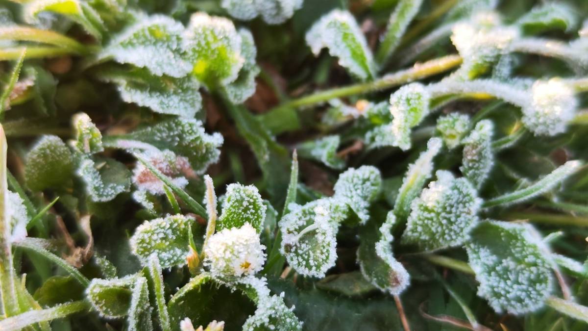 Romagna a rischio gelate notturne: Farà freddo almeno fino al 12 aprile