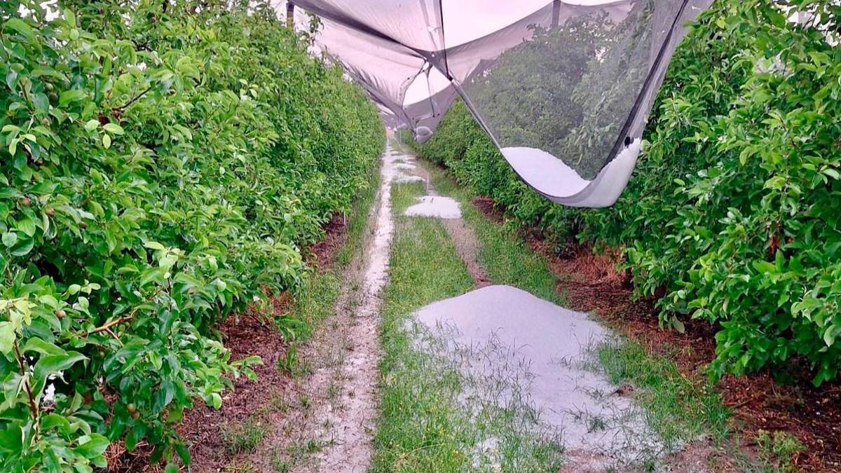 Incredibile grandinata nel ravennate, danni ingenti all’agricoltura VIDEO