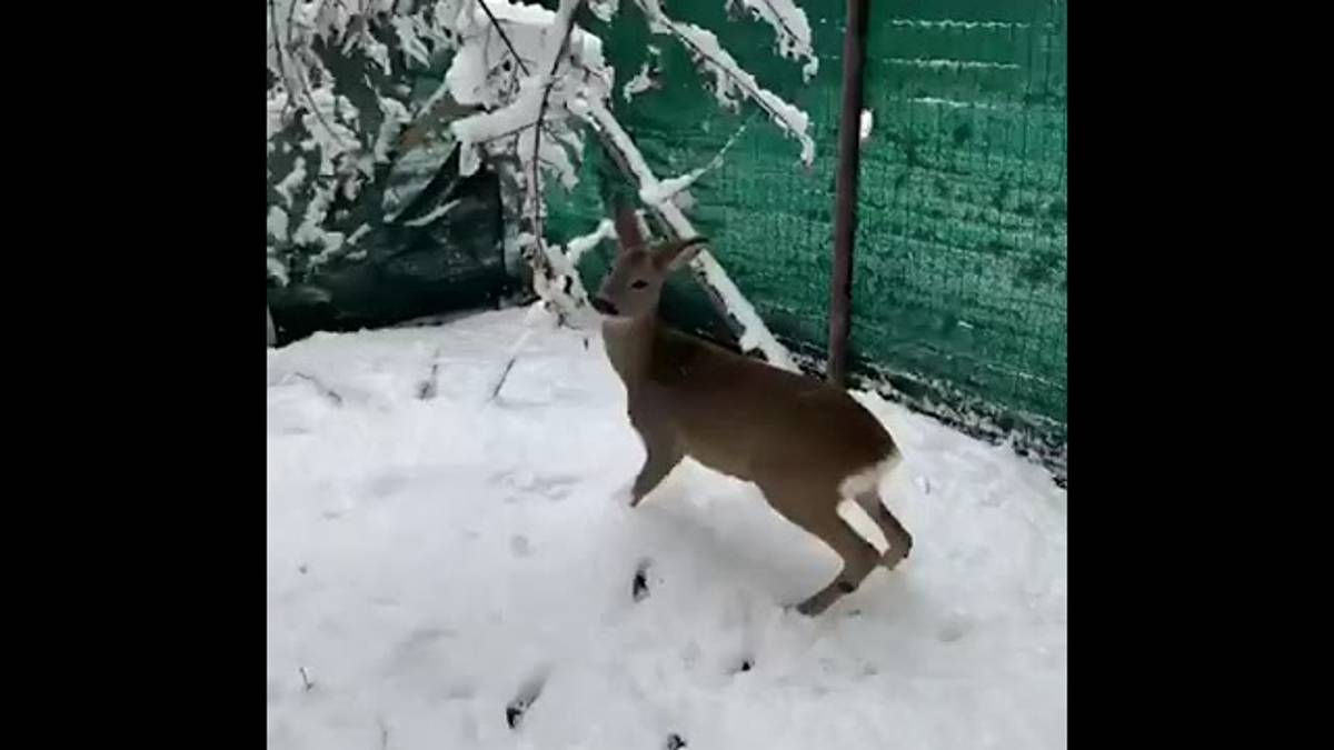 Meteo Romagna, domenica e lunedì torna la neve: la reazione di un capriolo quando la vede per la prima volta VIDEO