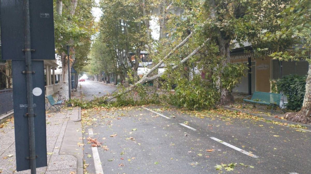 San Mauro Mare, maltempo: alberi crollati sulle strade