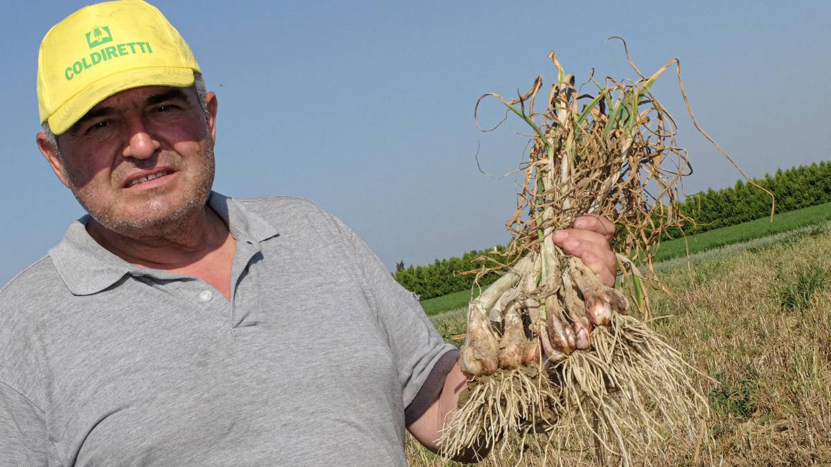 Riolo Terme, un'ottima annata per lo scalogno di Romagna Igp