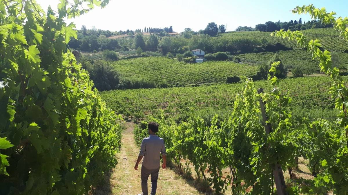 Il Comune di Mercato Saraceno diventa città del vino