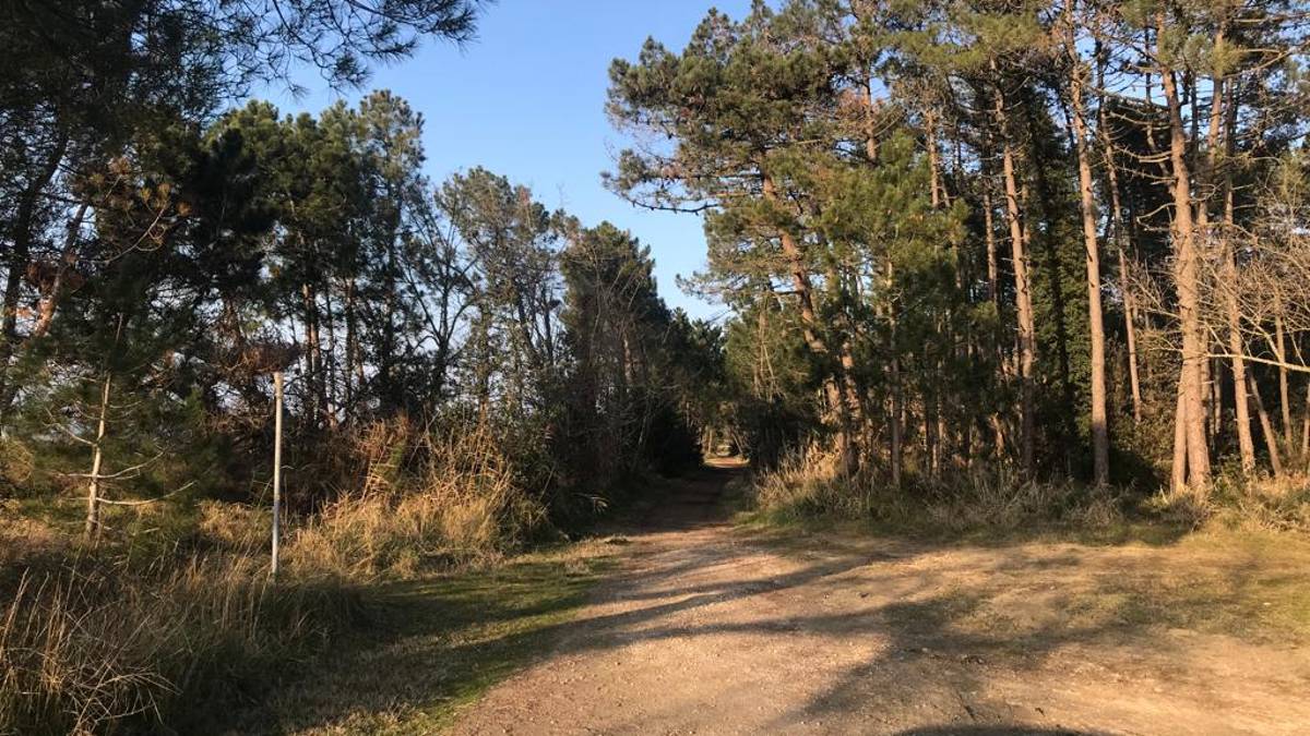 Ravenna, intervento di riqualificazione alla pineta Miserocchi