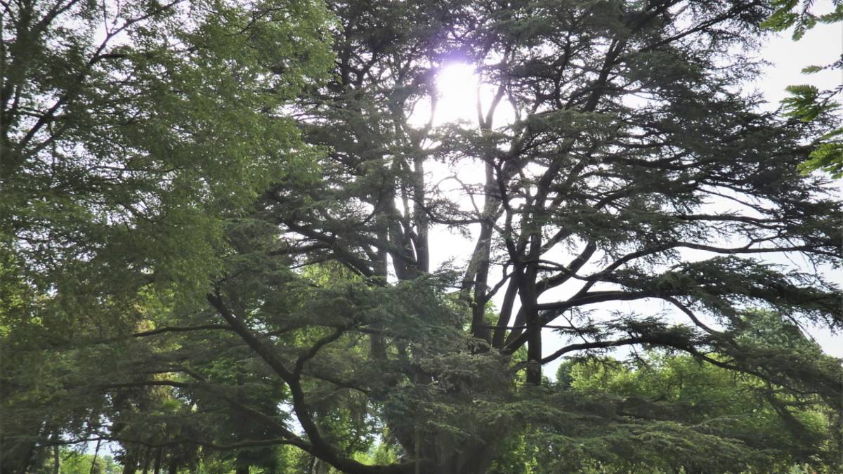 Alberi monumentali: l'elenco dell'Emilia-Romagna e come segnalarli