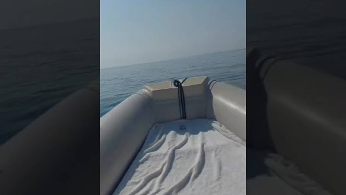 Tanti delfini filmati a Lido di Dante: nuotano vicino a una barca VIDEO
