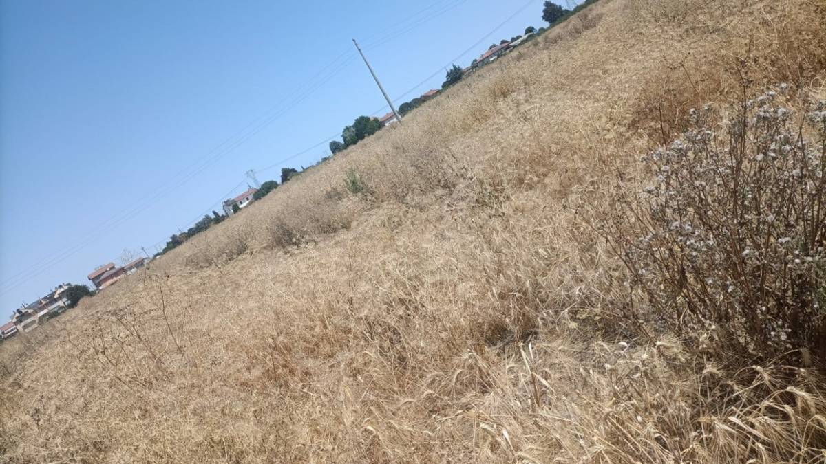 Clamoroso spreco di grano a Cesena. La denuncia della lista Cambiamo