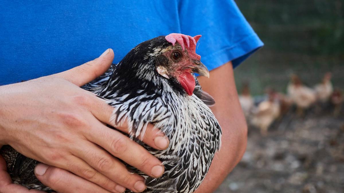 Il pollo romagnolo ora è Presidio Slow Food, salvato dall’estinzione oggi è un modello alternativo di allevamento