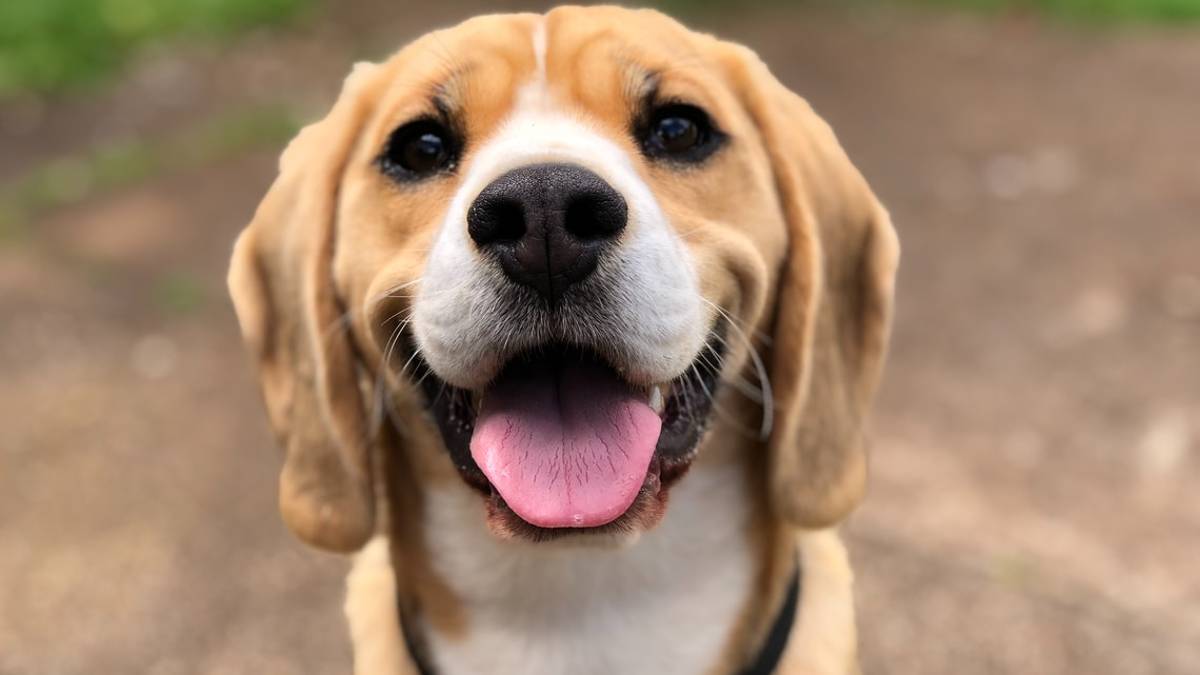 Forlì, un cane fa bene al cuore: La sua gioia ci allevia lo stress