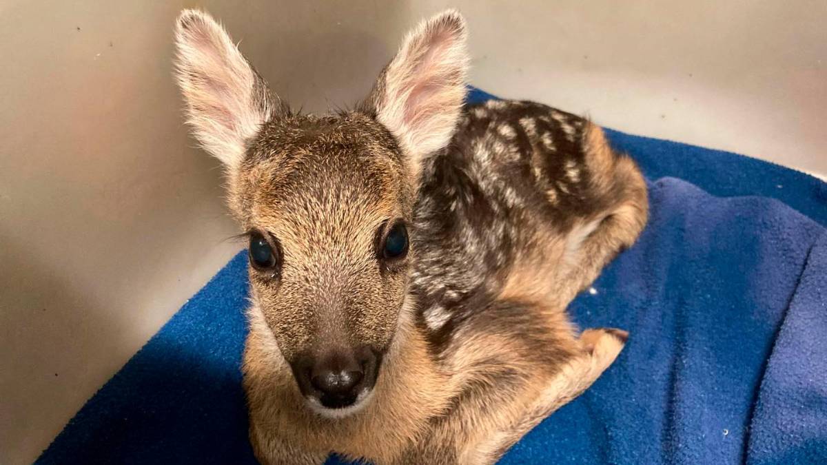 Volontari al lavoro per il recupero degli animali