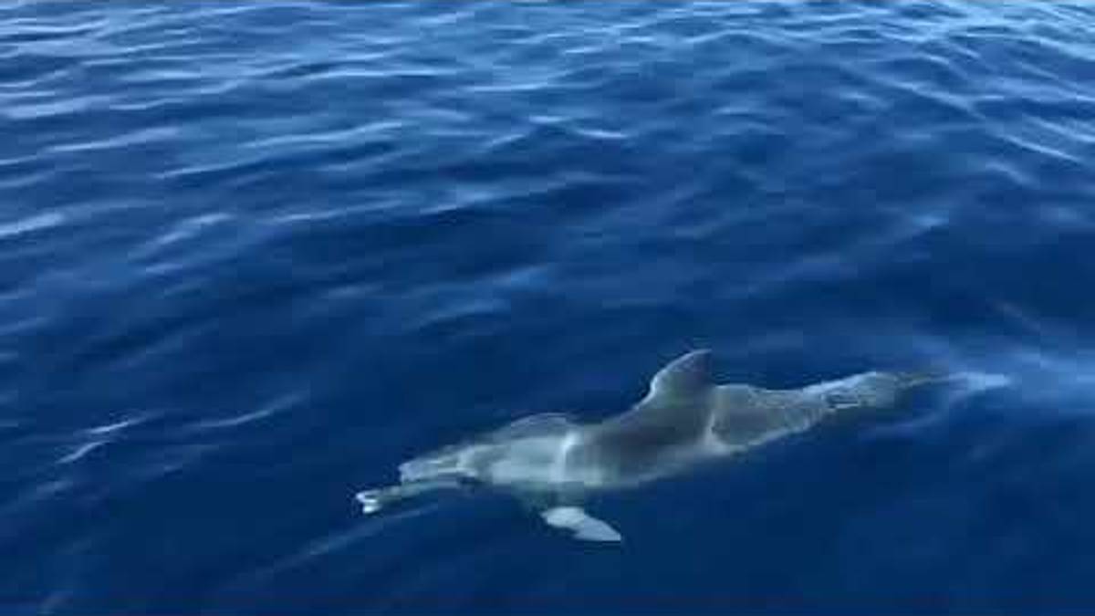 Rimini, splendido spettacolo dei delfini