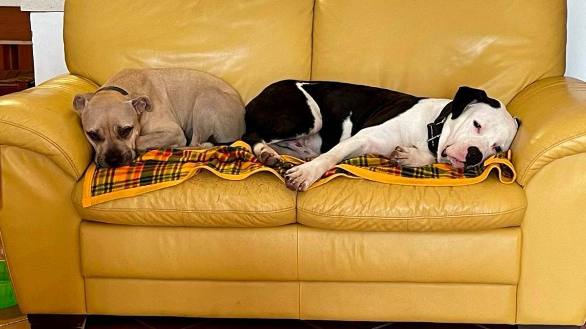A Rimini ci sono 18.883 cani e 7.064 gatti: l’anagrafe canina registra 52 adozioni nel 2024
