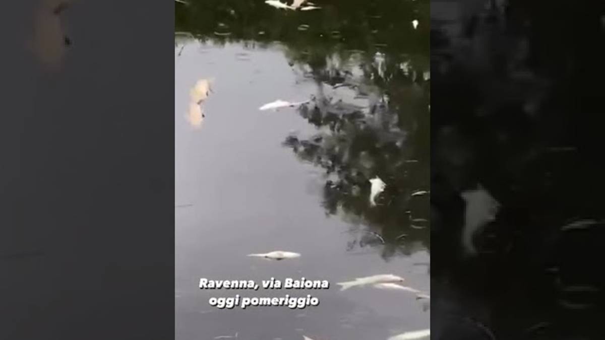 Ravenna, strage di pesci nel canale Destra Reno VIDEO