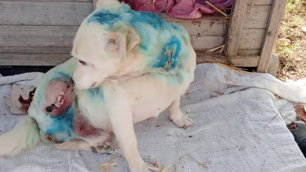 Cagnolino assalito dai lupi ad Alfonsine: Gli hanno strappato una zampa