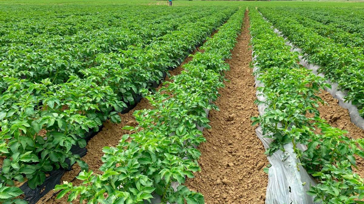 Un campo di patate foto generica di archivio